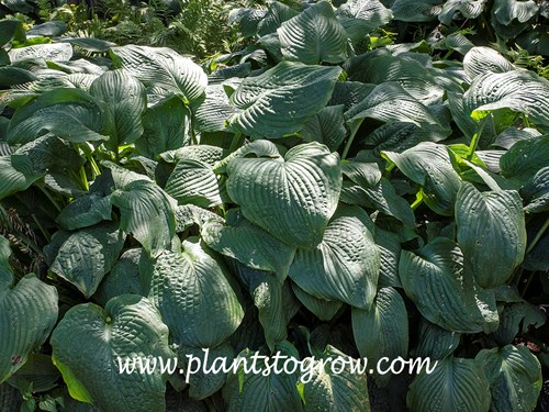 Blue Mammoth Hosta
The large blue-grey leaves